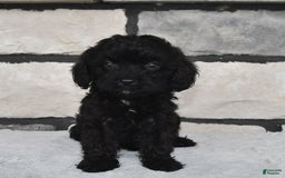 Cavapoo dogs for sale: Cavapoo 5 puppies - Image 3