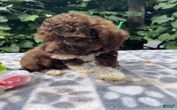 Toy Poodle dogs for sale: Gigi - Image 5