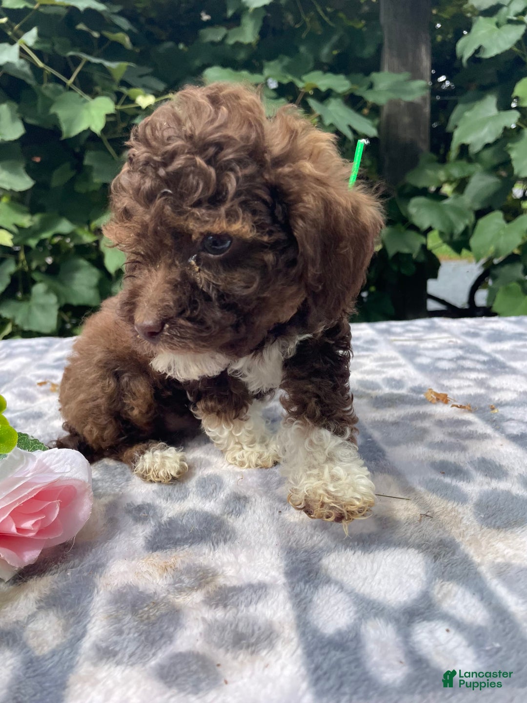 Toy Poodle dogs for sale: Gigi - Image 5