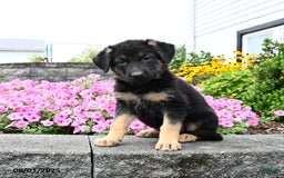 German Shepherd dogs for sale: Satin - Image 3