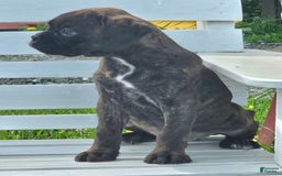 Boxer dogs for sale: Brady European Boxer health tested - Listing for pets: Beautiful European Health Tested Parents, Brady European Boxer health tested, Cream De Coco, Lilly European - Image 16