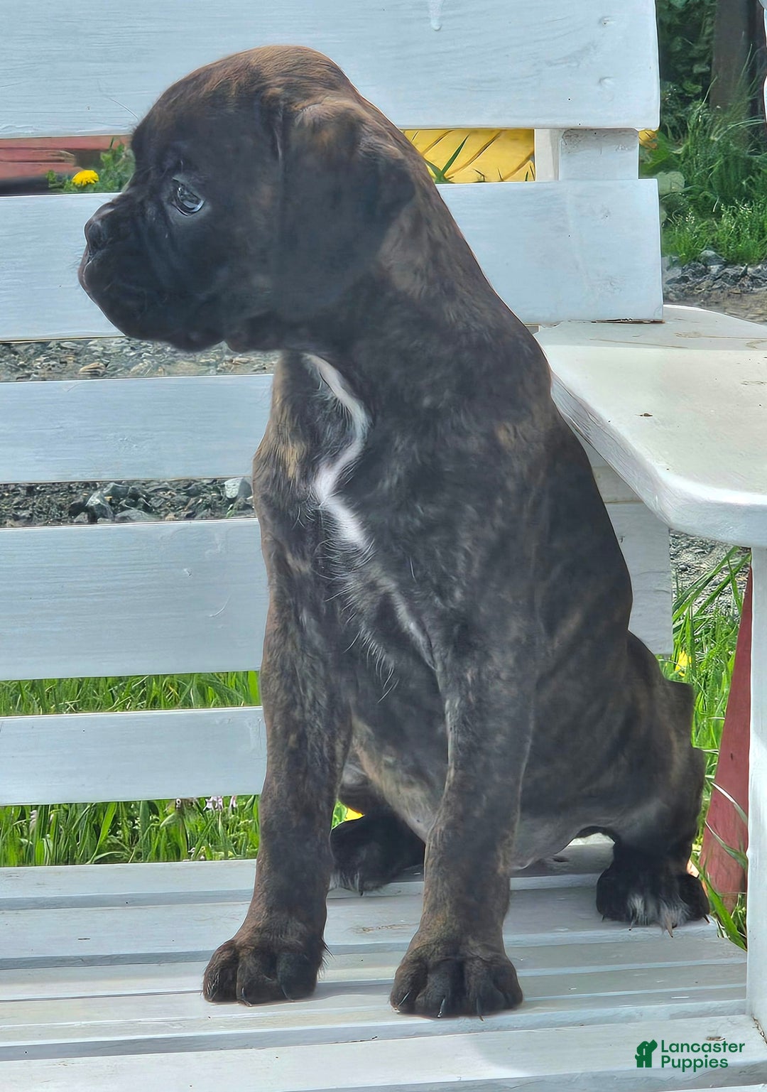 Boxer dogs for sale: Brady European Boxer health tested - Listing for pets: Beautiful European Health Tested Parents, Brady European Boxer health tested, Cream De Coco, Lilly European - Image 16