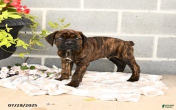 Cane Corso dogs for sale: Inky - Image 7
