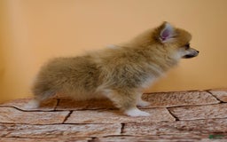 Pomeranian dogs for sale: Taryn - Image 7