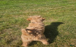 Goldendoodle dogs for sale: Honey - Image 4