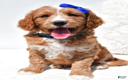 Mini Goldendoodle dogs for sale: Rusty - Image 4
