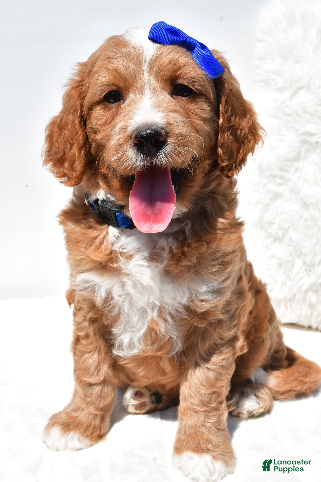 Mini Goldendoodle dogs for sale: Rusty - Image 4