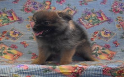 Pomeranian dogs for sale: Kelly - Image 3