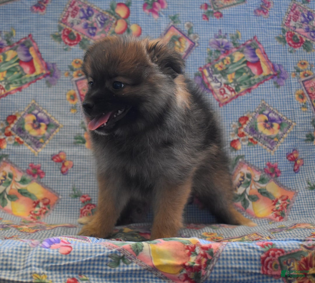 Pomeranian dogs for sale: Kelly - Image 3
