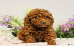 Toy Poodle dogs for sale: Silverstar - Image 5