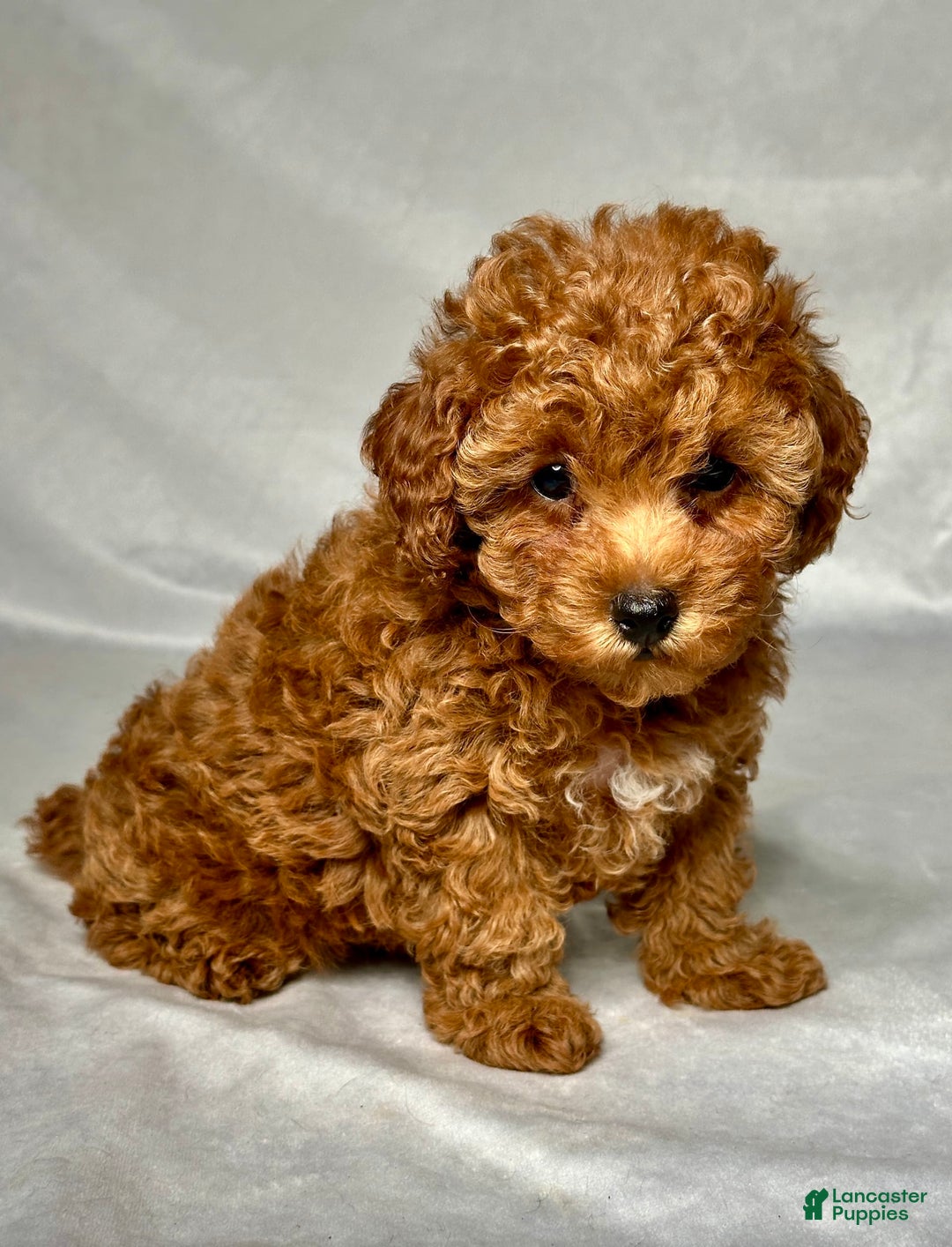 Miniature Poodle dogs for sale: Angel - Image 5
