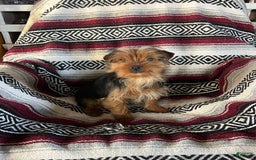Yorkshire Terrier dogs for sale: Danny Boy - Image 11
