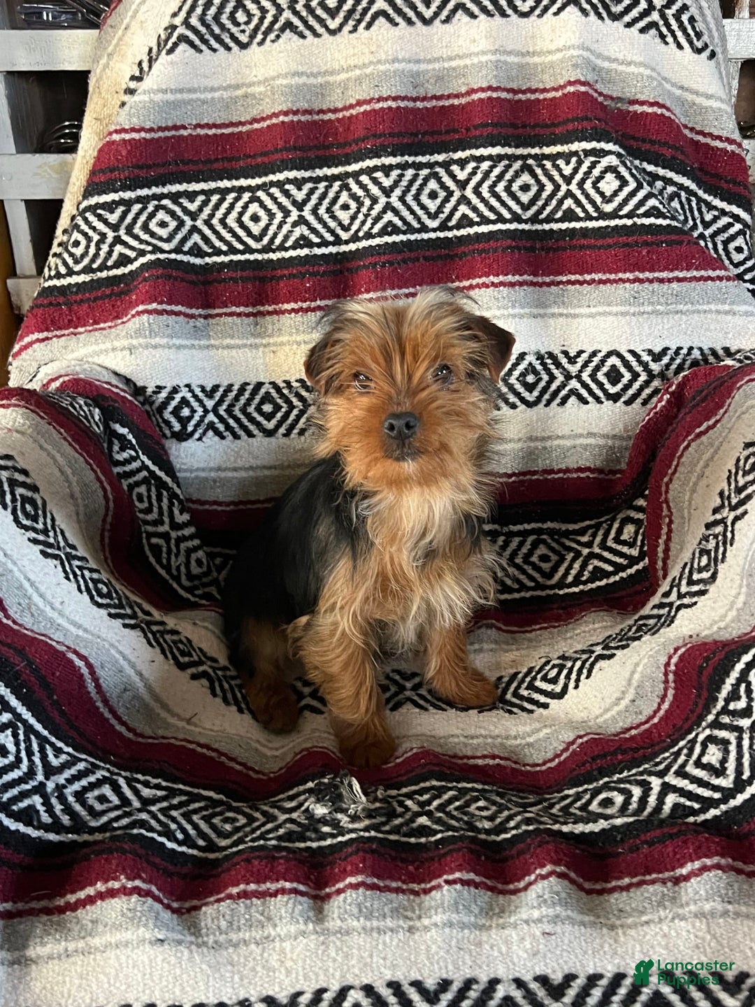 Yorkshire Terrier dogs for sale: Danny Boy - Image 11