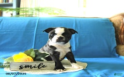Boston Terrier dogs for sale: Landon - Image 4