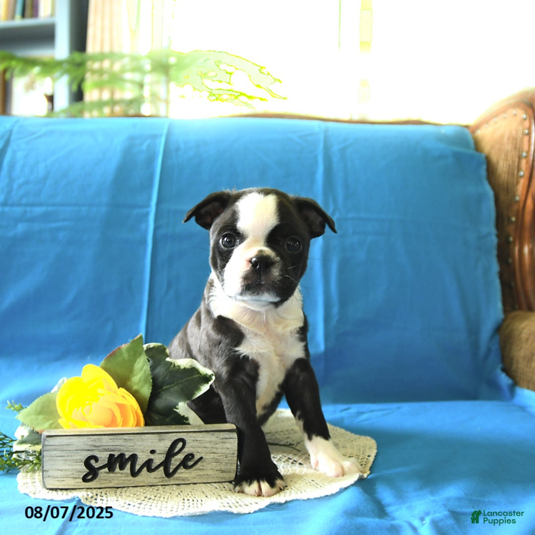 Boston Terrier dogs for sale: Landon - Image 4