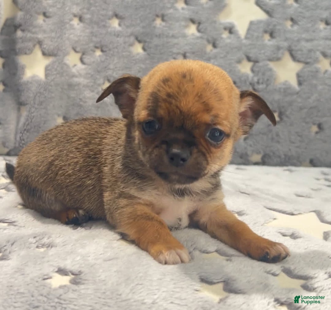 Chihuahua dogs for sale: Brindle Akc - Image 2