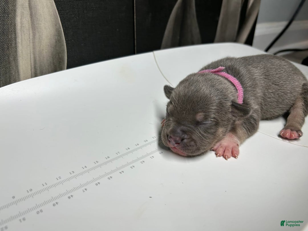 American Bully dogs for sale: Rosey - Image 6