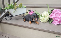 Miniature Dachshund dogs for sale: Faith - Image 4