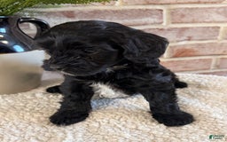 Cockapoo dogs for sale: Lola - Image 5