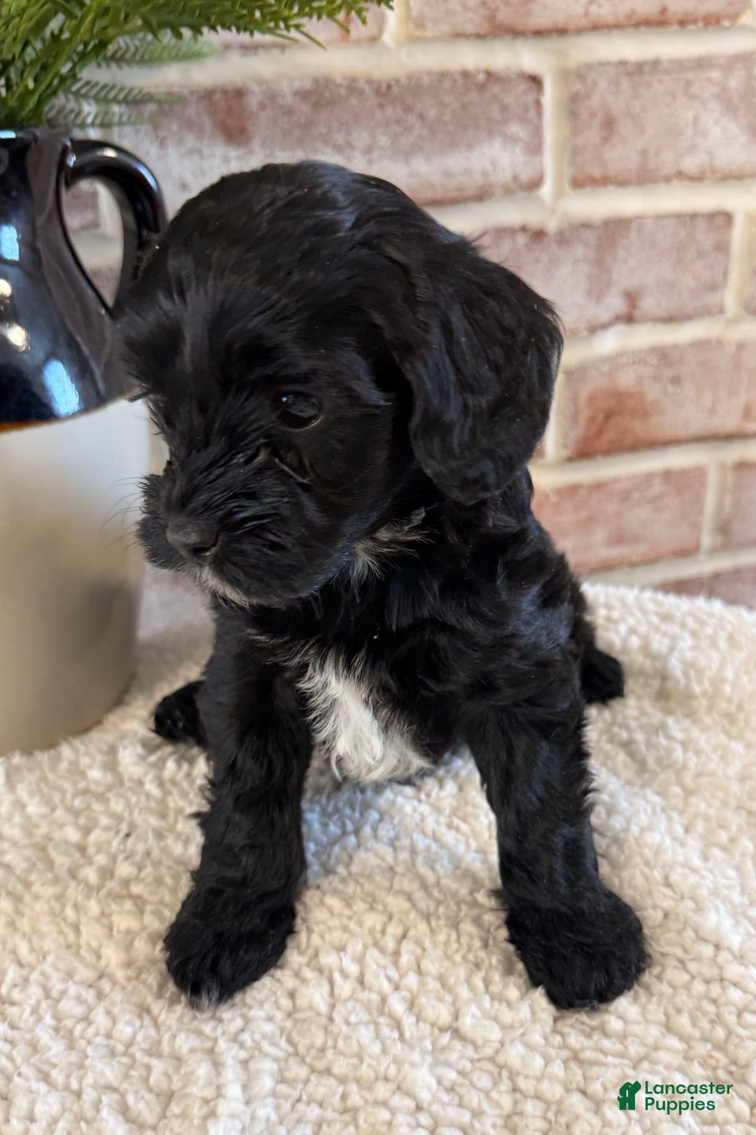 Cockapoo dogs for sale: Lola - Image 5