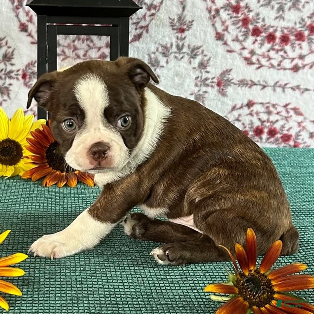Boston Terrier dogs for sale: Eclipse - Image 2