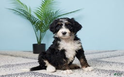 Bernedoodle dogs for sale: cuddles - Image 5