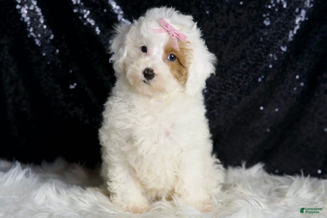 Toy Poodle dogs for sale: Gigi - Image 4