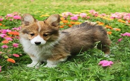 Welsh Corgi Pembroke dogs for sale: Trey Fluffy - Image 2