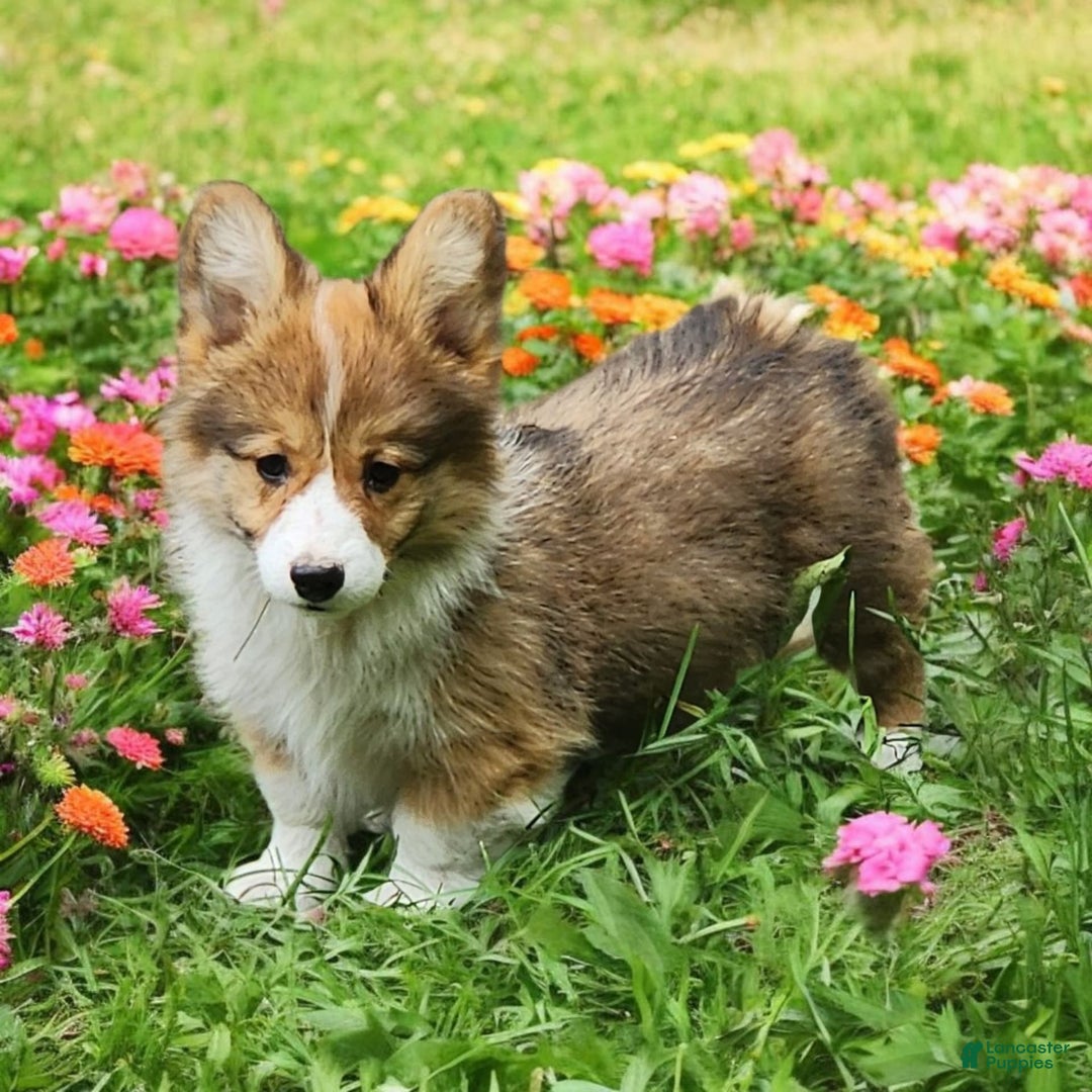 Welsh Corgi Pembroke dogs for sale: Trey Fluffy - Image 2