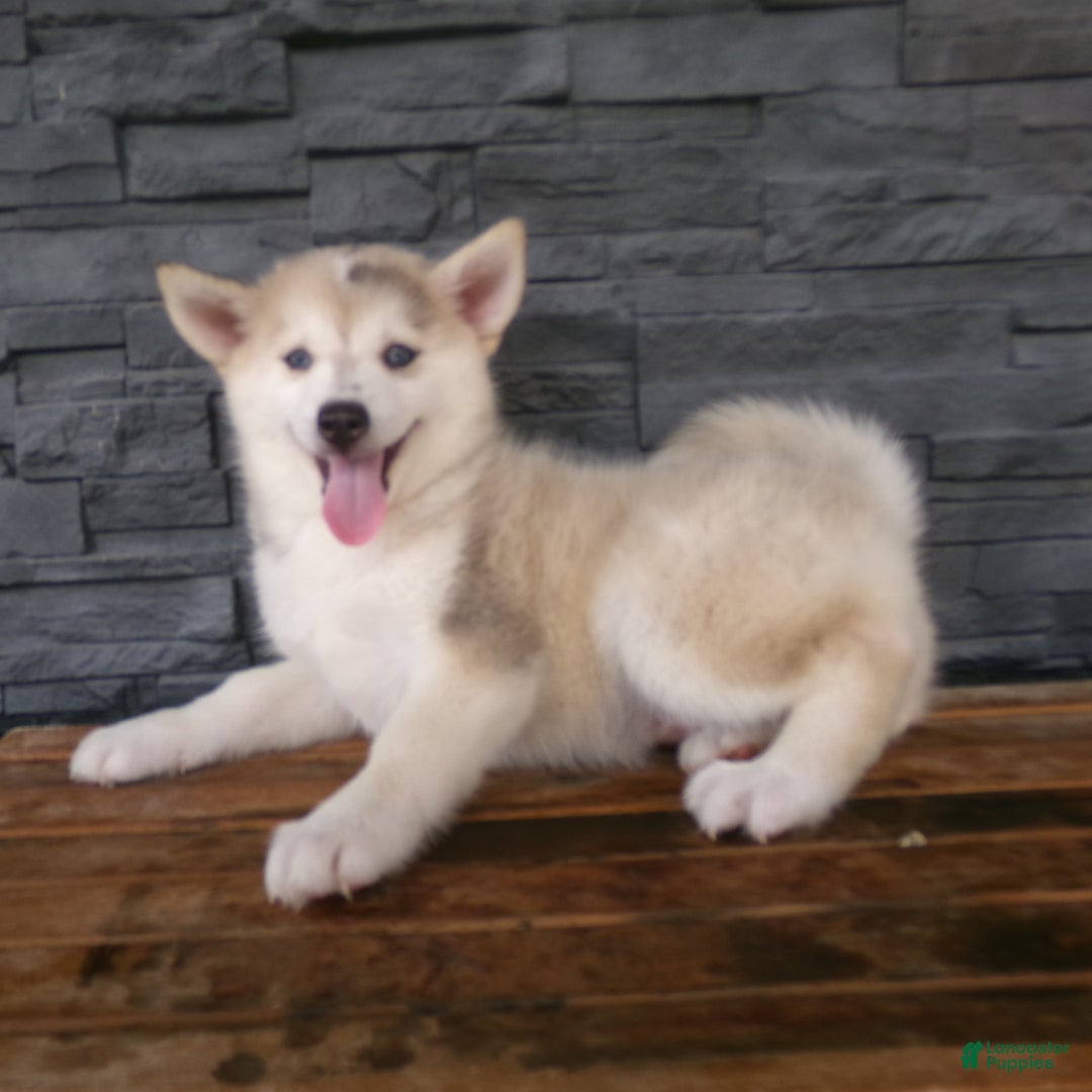 Pomsky dogs for sale: Silas - Image 20
