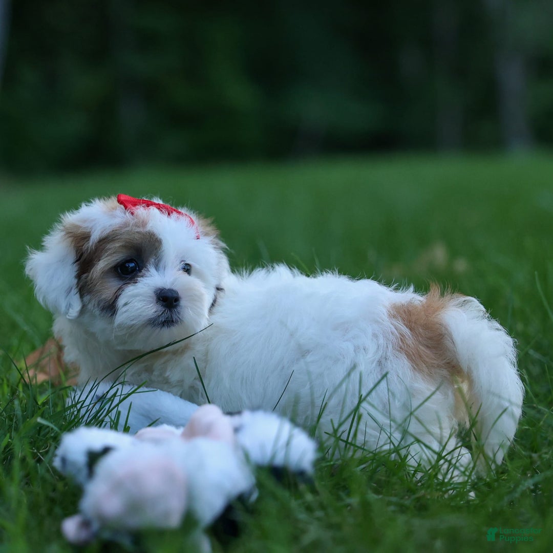 Shihpoo dogs for sale: Sage - Image 2