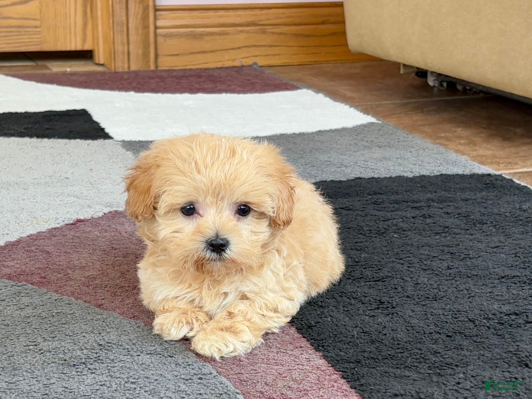 Maltipoo dogs for sale: Tiny - Image 5