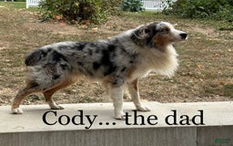 Australian Shepherd dogs for sale: Jade - Image 6