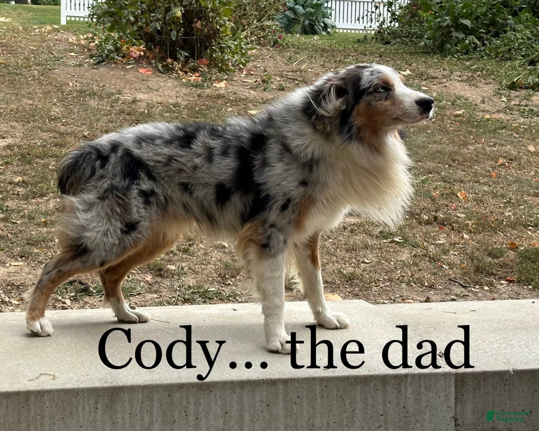 Australian Shepherd dogs for sale: Jade - Image 6