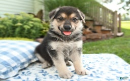 German Shepherd dogs for sale: Valley - Image 3