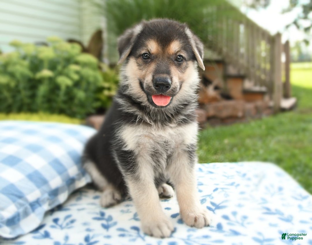 German Shepherd dogs for sale: Valley - Image 3