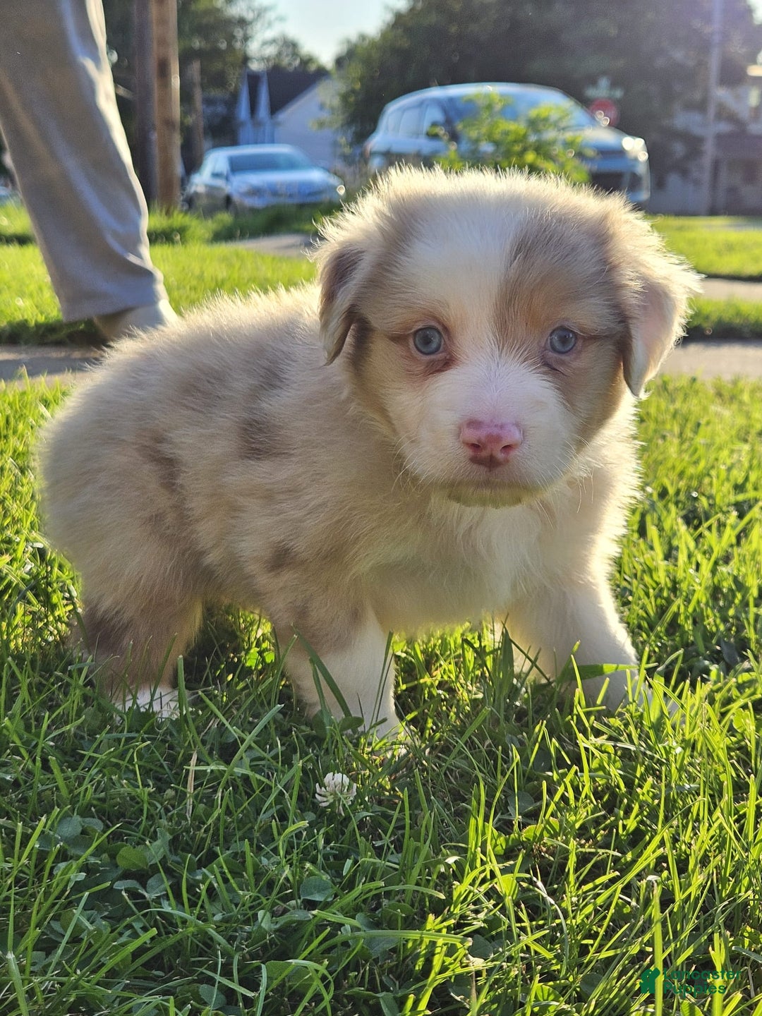 Australian Shepherd dogs for sale: Mr Teddy Bear - Image 3