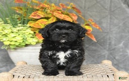 Shihpoo dogs for sale: Caleb - Image 3