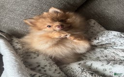 Pomeranian dogs for sale: Jake - Image 11