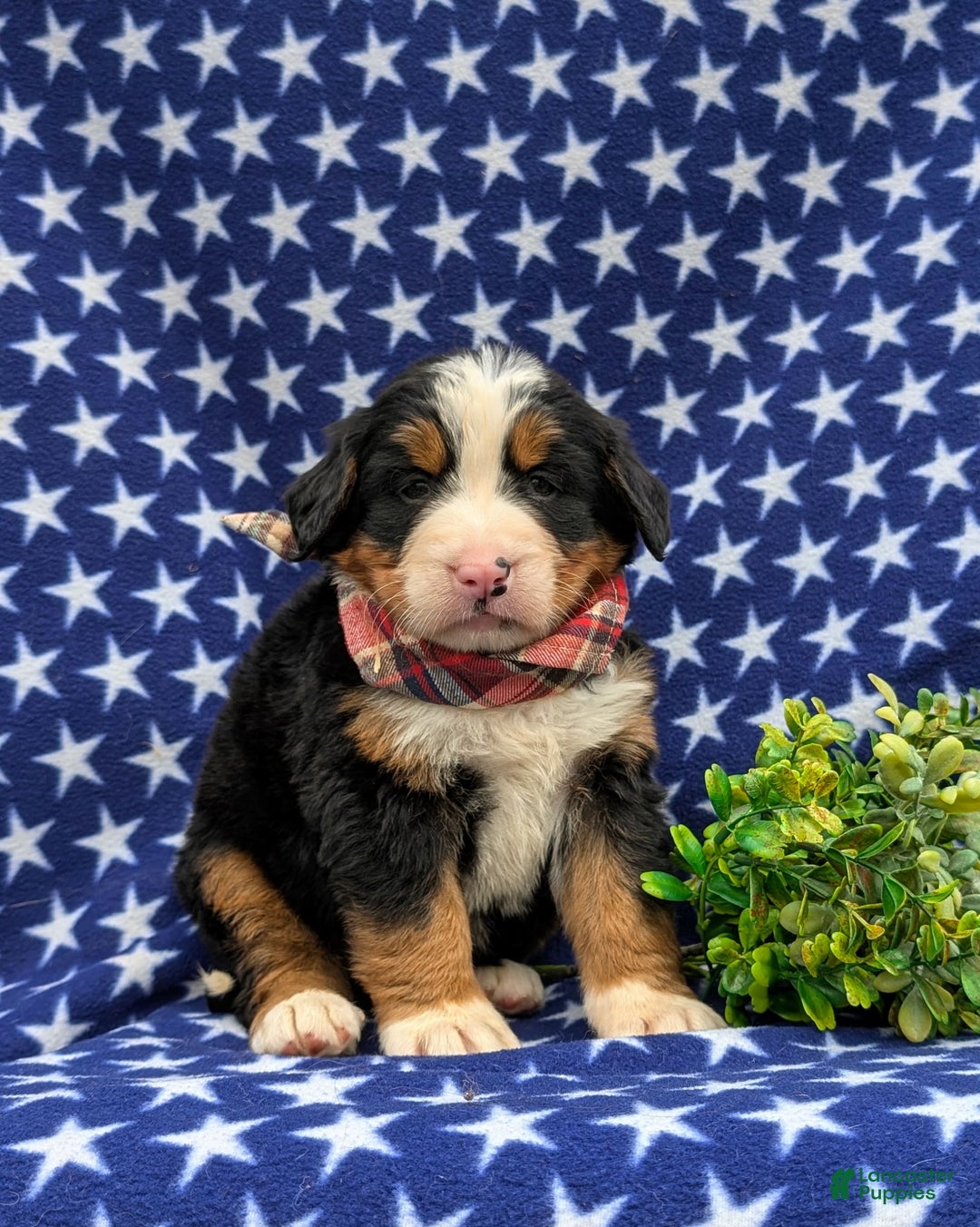 Bernese Mountain Dog dogs for sale: Fletcher - Image 3