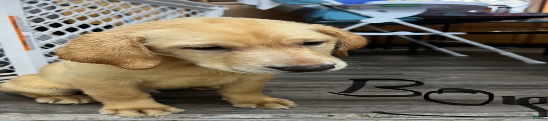 Bang