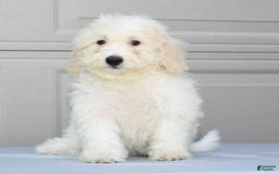 Maltipoo dogs for sale: Callie - Image 5