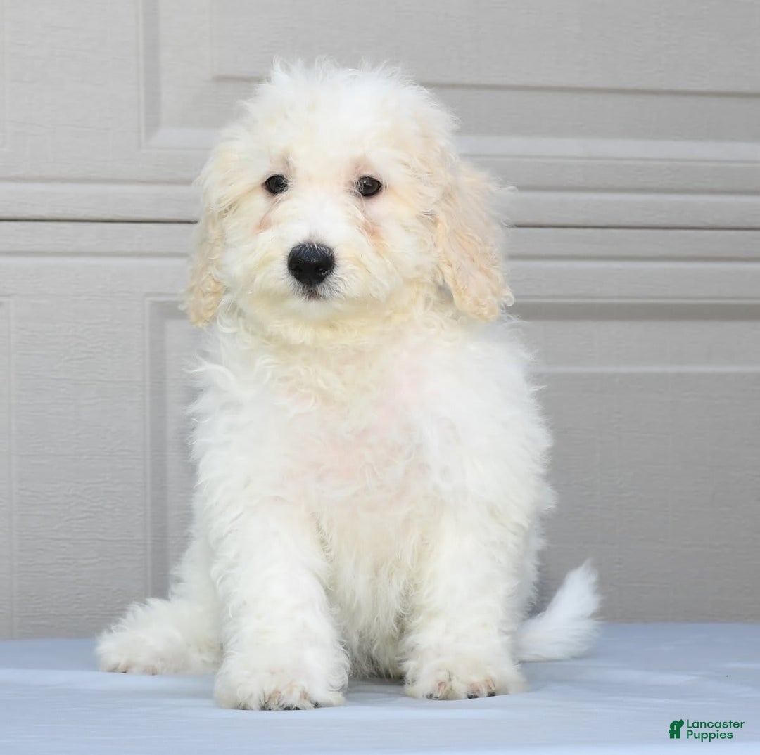 Maltipoo dogs for sale: Callie - Image 5