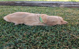 Golden Retriever dogs for sale: Green Collar - Image 2