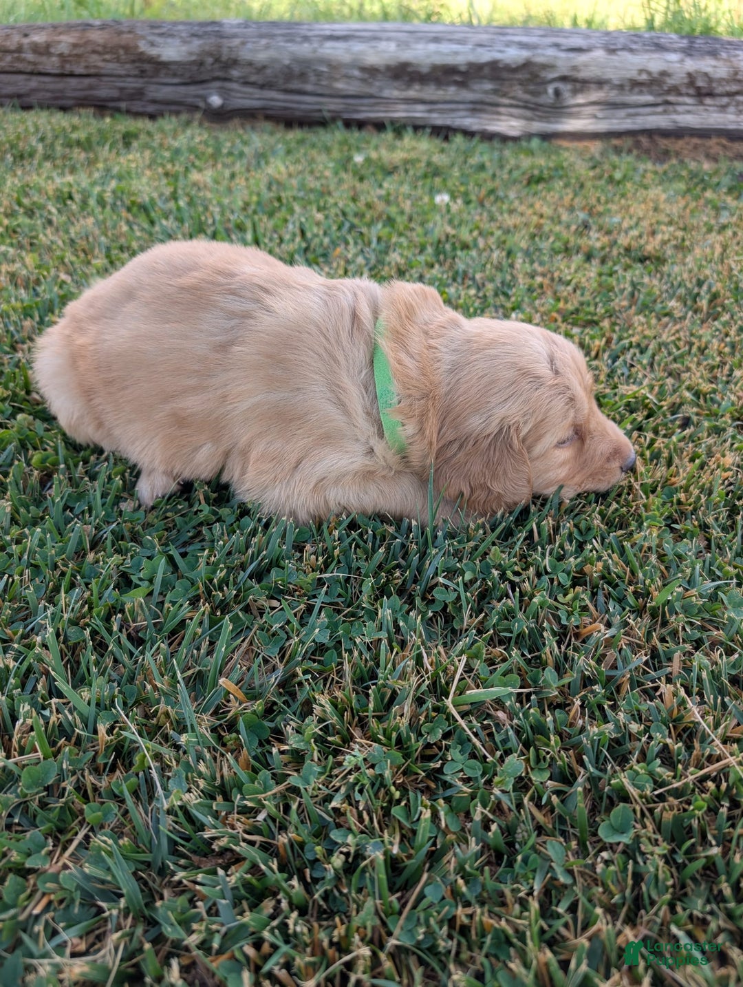 Golden Retriever dogs for sale: Green Collar - Image 2