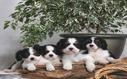 Cavalier King Charles Spaniel dogs for sale: Jack - Image 4