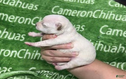 Chihuahua dogs for sale: Chihuahua 4 puppies - Image 17