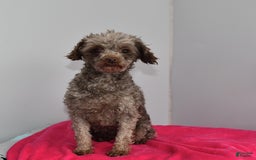 Toy Poodle dogs for sale: Shella - Image 1