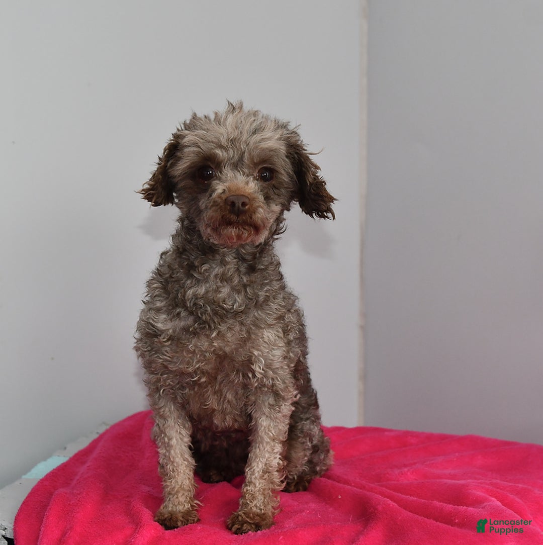 Toy Poodle dogs for sale: Shella - Image 1