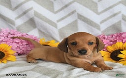 Miniature Dachshund dogs for sale: Rainey - Image 1